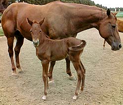 Dan Fantasizing & filly