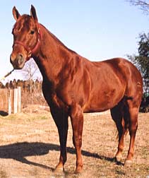 Gallo3